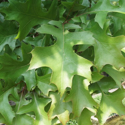 Quercus palustris Green Dwarf_01